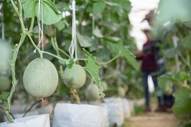 agricultural-researcher-with-tablet-slowly-inspect-plants_1150-10101-6741341