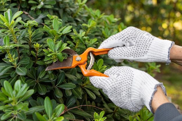 close-up-cutting-plant-leaves_23-2148905236-4237857