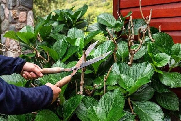 close-up-cutting-plant-leaves_23-2148905278-9677387