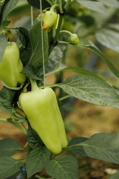 close-up-green-peppers-growing-farm_23-2148214265-3555499