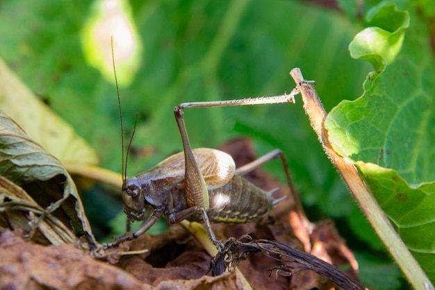 close-up-insect_1048944-2530084-5793350