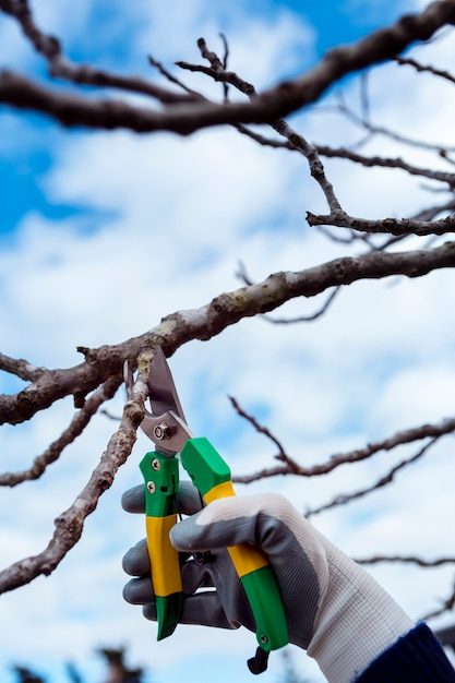 close-up-man-cutting-dried-branches_23-2148396749-5044656