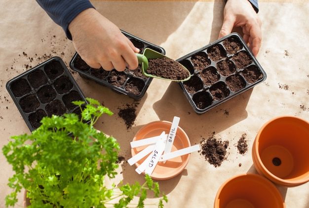 gardening-planting-home-man-sowing-seeds-germination-box_214995-2318-3414893