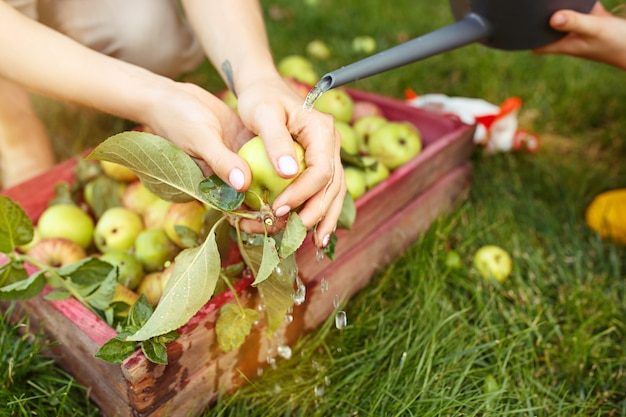 happy-young-family-picking-apples-garden-outdoors_155003-4999-5405328