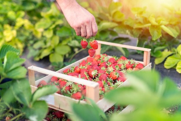 harvesting-delicious-organic-strawberries-fruit_342744-502-5642517