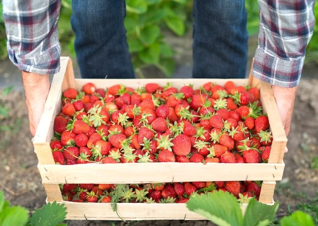 harvesting-delicious-organic-strawberries-fruit_342744-503-1732023