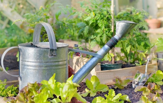 metal-watering-can-vegetable-garden_100787-117-5370132