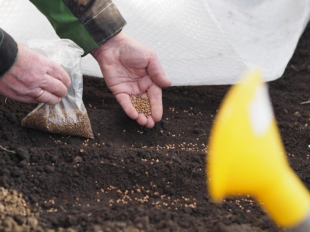 sowing-coriander-seeds-by-hand-early-spring-elderly-woman-is-engaged-spring-sowing-work_1048944-17735912-5706981