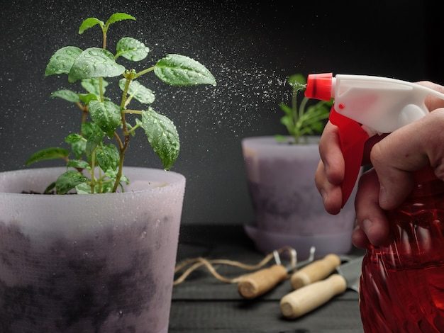 spraying-potted-plants-with-water-from-spray-bottle_163994-352-4368767