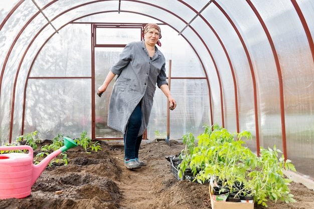 tomato-plants-ground-greenhouses_218872-1676-7966666