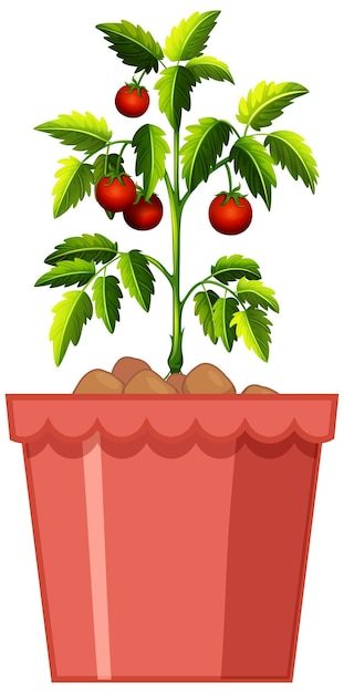 tomatoes-plant-red-pot-isolated-white-background_1308-53079-2625966