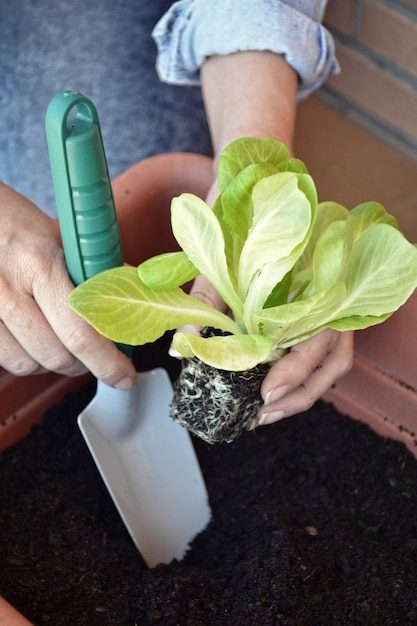 woman-planting-vegetables-home-with-shovel_22736-414-6347989