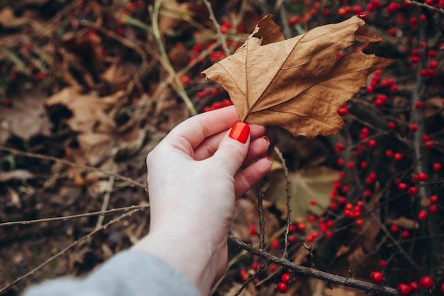 woman-with-red-nails-holds-autumn-leaf-background-red-berries_919229-1927-5186456