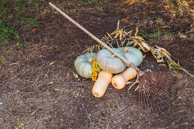 big-pumpkins-vegetable-patch_23-2147954325-6478507