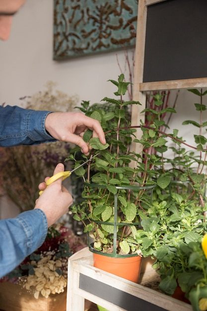 close-up-male-florist-s-hand-cutting-twig-mint-plant-with-scissor_23-2148075387-6344584