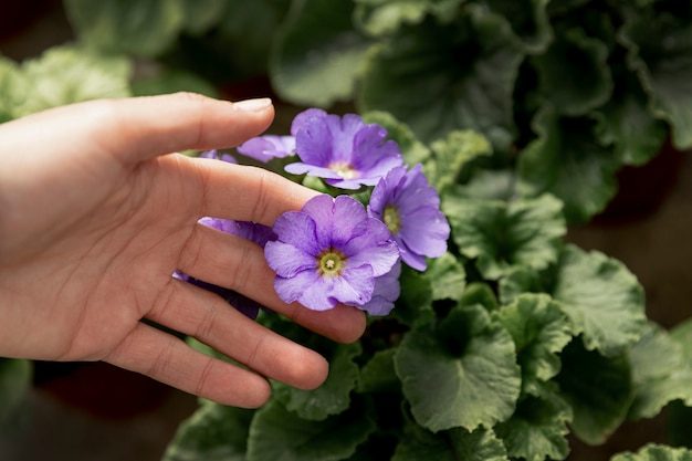 close-up-woman-touching-purple-flower_23-2148447088-2784558