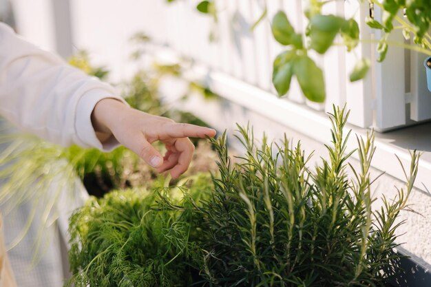 closeup-child-hand-show-rosemary-bush-outdoor-gardening_152637-9096-6101065