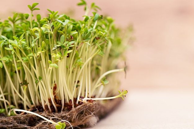 closeup-sprouted-grains-cress-salad-grow-wet-linen-mat_127675-2737-9441123