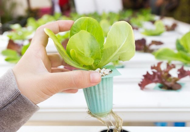 cropped-hand-holding-potted-plant_1048944-26891101-2227224