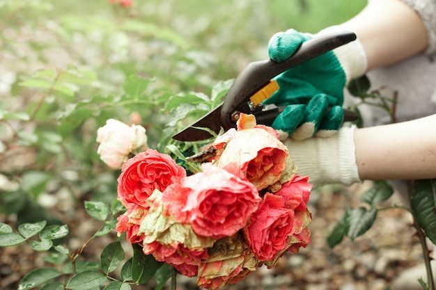 cropped-view-gardening-worker-wearing-protective-gloves-while-trimming-plants_344912-2287-7431907