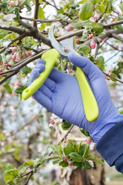 farmer-with-pruner-shears-tips-apple-tree_393202-13893-3854537