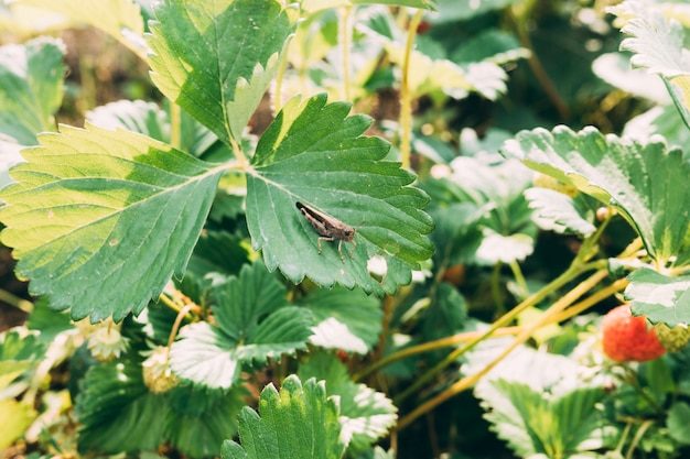 grasshopper-strawberry-plant_23-2147828859-3013755