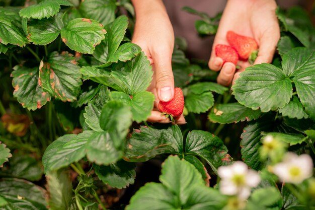 hands-young-female-gardener-farmer-picking-red-ripe-strawberries-growing-plantation-greenhouse_274679-7261-9627285