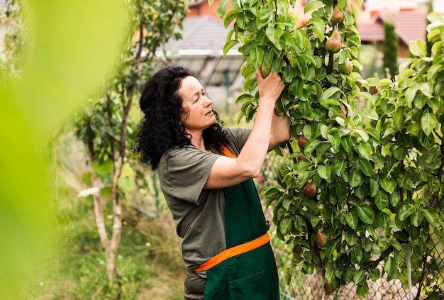 long-shot-woman-harvesting-pears_23-2148256685-1974142