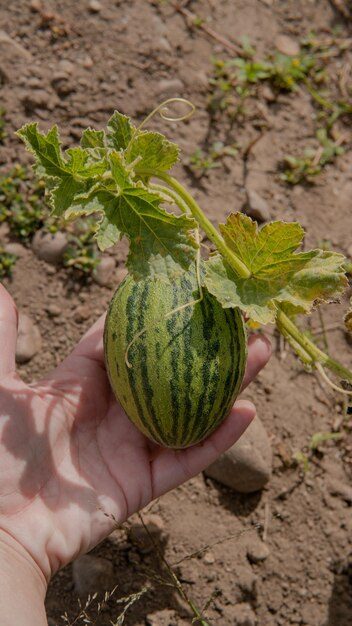 one-woman-hand-holding-tiny-melon-rural-market-ecologic-product_729598-117-9168574