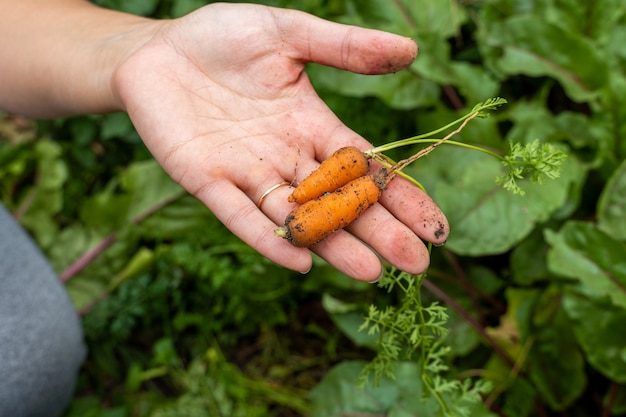 tiny-small-fresh-carrot-with-tops-hand_157402-2653-8299251