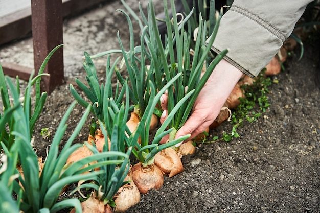 woman-cutting-onion-garden-plantation-vegetable-garden-agriculture_75930-496-5491968