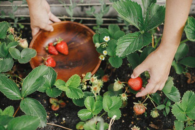 woman-picking-strawberry-from-raised-garden-bed-close-up-gathering-fresh-natural-berries-urban-organic-garden-homestead-lifestyle_250813-31755-4709788