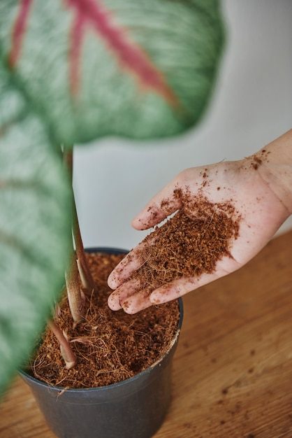 woman-taking-care-her-plant-baby_53876-110309-4405024