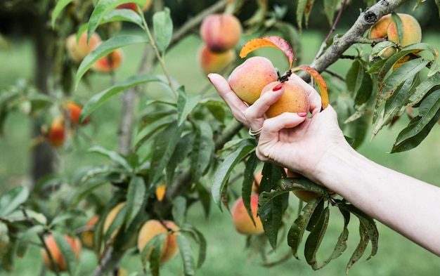 womans-hand-holding-two-peaches-tree-branch_1020007-1403-9341596